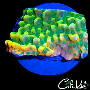 RAINBOW PHOENIX MONTI