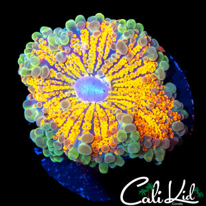 MOHEGAN SUN BUBBLE YUMA