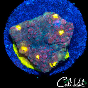 AQUACULTURED PINK BOOBIE TYPE CHALICE