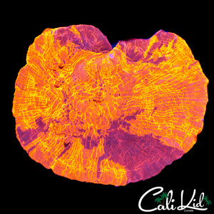 RED RAVEN CHALICE CHUNK