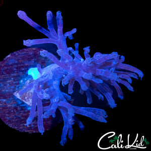 PULSATING XENIA