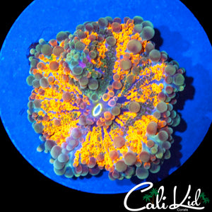 SPECKLED BUBBLE YUMA