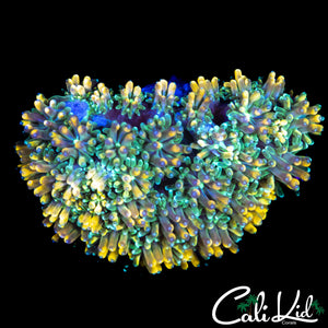 CK KALEIDOSCOPE GALAXIA