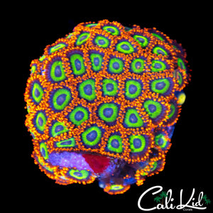 FRUITLOOPS ZOA COLONY