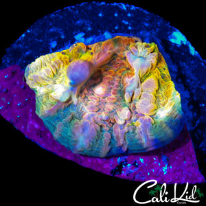 CK UNRELEASED RAINBOW BOUNCE CHALICE