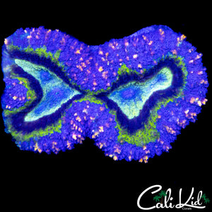 RAINBOW SPECKLED LOBO