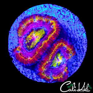 CK PINK DYNASTY ACAN DOUBLE