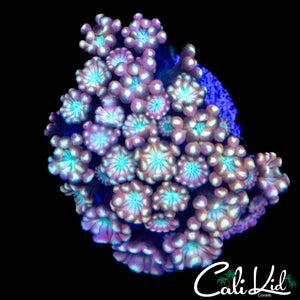 BEAUTIFUL RAINBOW ALVEOPORA