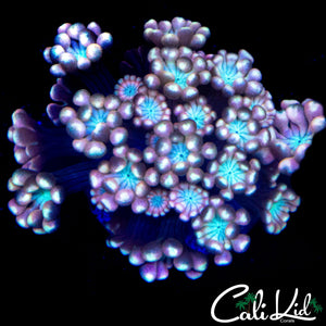 BEAUTIFUL RAINBOW ALVEOPORA