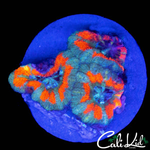 CK UNRELEASED ACAN TRIPLE
