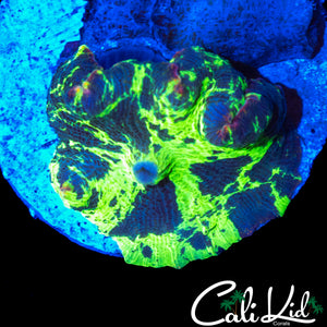 BANGIN PATTERN KRYPTONITE SHROOM