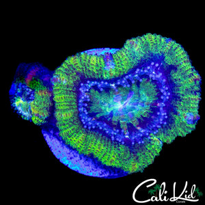 RARE PATTERN XL ACAN DOUBLE