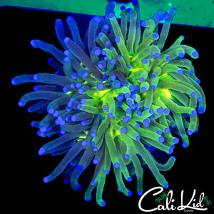 GRAFTED TORCH COLONY