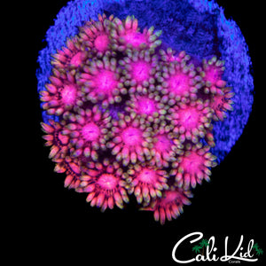 RARE NEON PINK GONI
