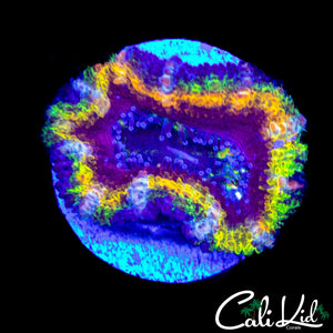 INSANE RAINBOW ACAN LORD