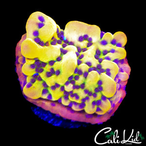 CK BUBONIC MONTI