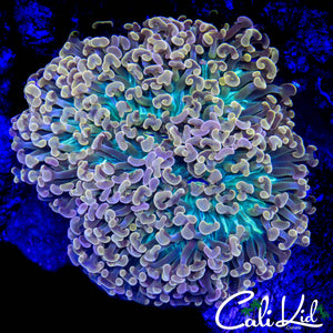 STUNNING RAINBOW HYBRID HAMMER