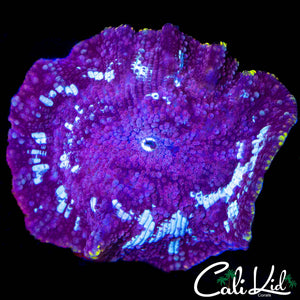 RARE PURPLE DISCO MUSHROOM