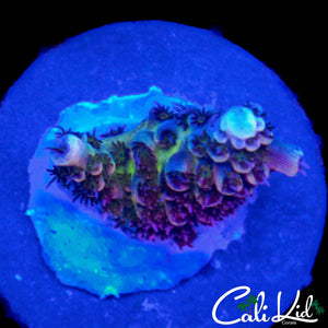 CK UNRELEASED ACRO