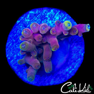 MYSTERY SMOOTH SKIN ACRO FRAG