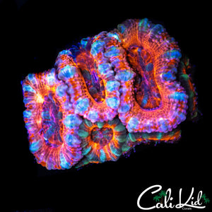 ULTRA RAINBOW ACAN MINI COLONY