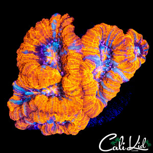 ULTRA WILSONI CHUNK
