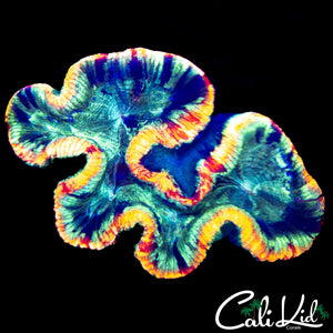 RAINBOW RING TRACHY