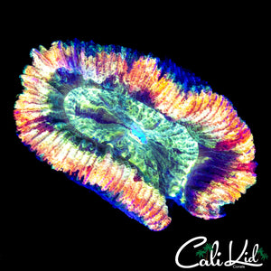 RAINBOW SWIRL TRACHY
