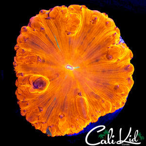 XL RAINBOW BUBBLE BLASTO