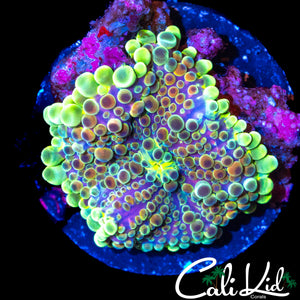 RARE PURPLE BASE BUBBLE YUMA