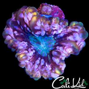 BEAUTIFUL 4 COLOR CYNARINA
