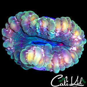 RAINBOW RIM CYNARINA