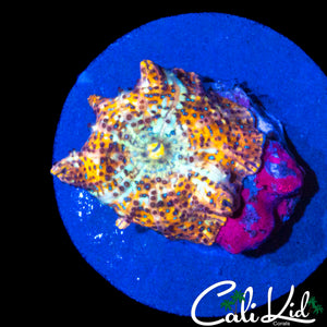 RARE LEOPARD PATTERN DISCO SHROOM