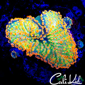INSANE XL RAINBOW YUMA ROCK W/ BABIES