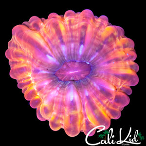RAINBOW RIM CYNARINA