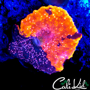 RARE HALF / HALF SPECKLED DEADPOOL SHROOM