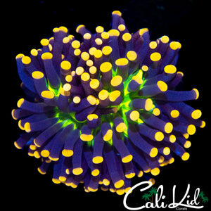 SUPER BRIGHT TRI COLOR TORCH