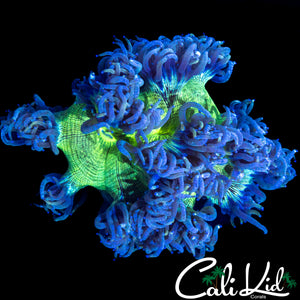 ECTOMORPH ELEGANCE