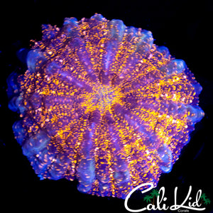 SPECKLED BABY ACANTHO