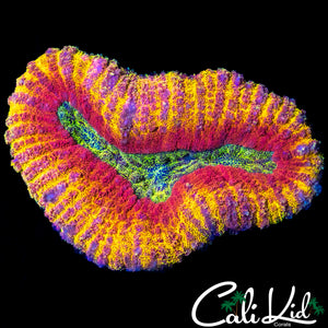 FLAMIN RAINBOW LOBO