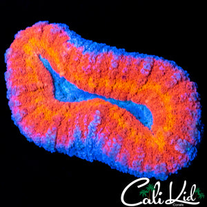 RAINBOW RINGS LOBO