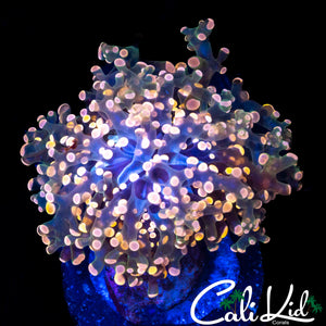 PINK BRANCHING OCTOSPAWN