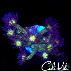 OG GLITTER BOMB GONI
