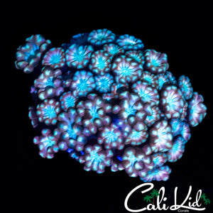 PASTEL RAINBOW ALVEOPORA
