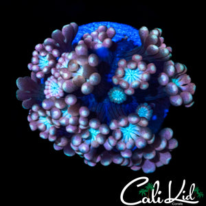 PASTEL RAINBOW ALVEOPORA