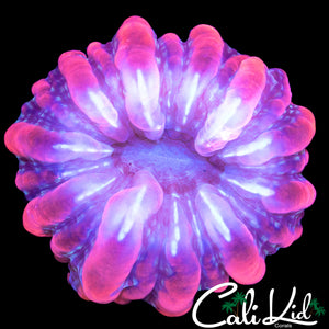 TRANSLUCENT CYNARINA