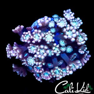 PASTEL RAINBOW ALVEOPORA
