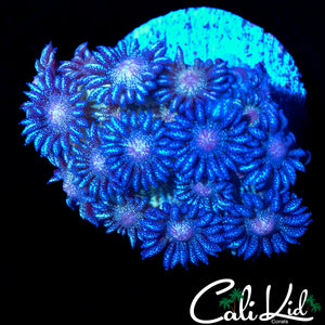 AQUACULTURED PURPLE GLITTER GONI
