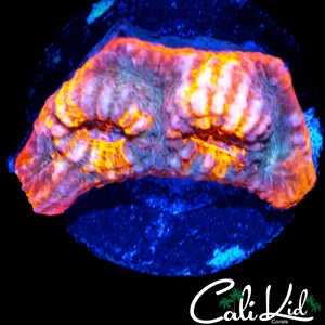 AUSSIE RAINBOW CHALICE FRAG