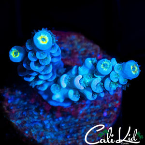 BLUE MAGOO TENIUS